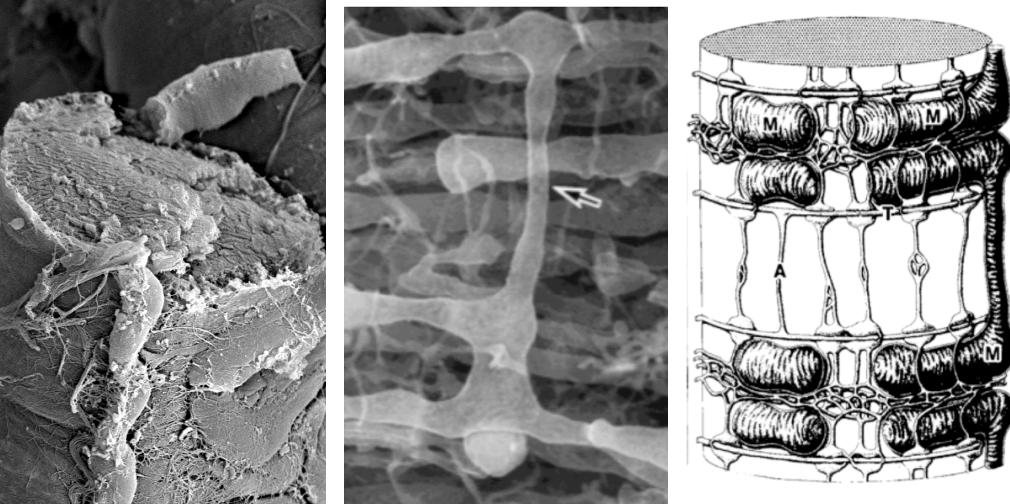 Mitochondria Under Pressure