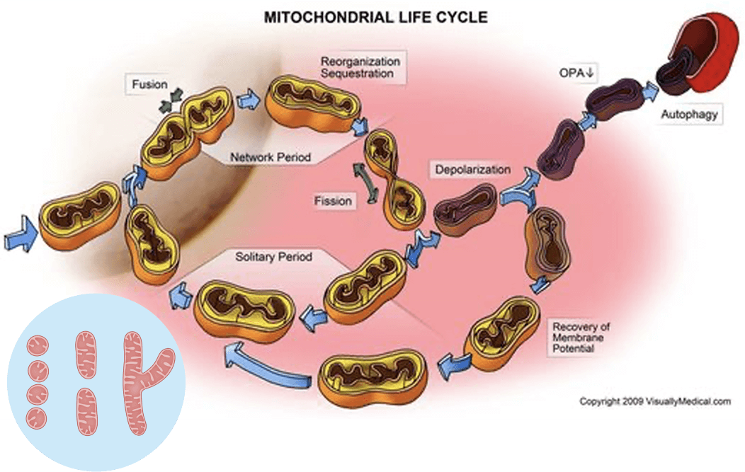Not All Mitochondria Are the Same