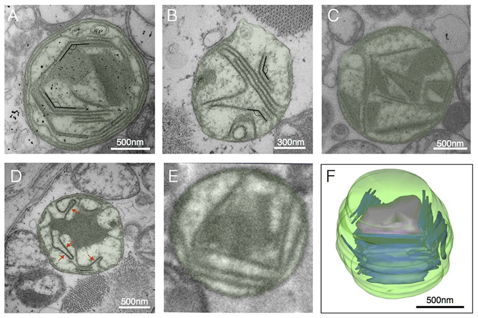 Not All Mitochondria Are the Same